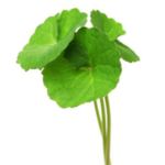 Centella Asiática