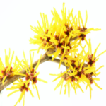 Hamamelis